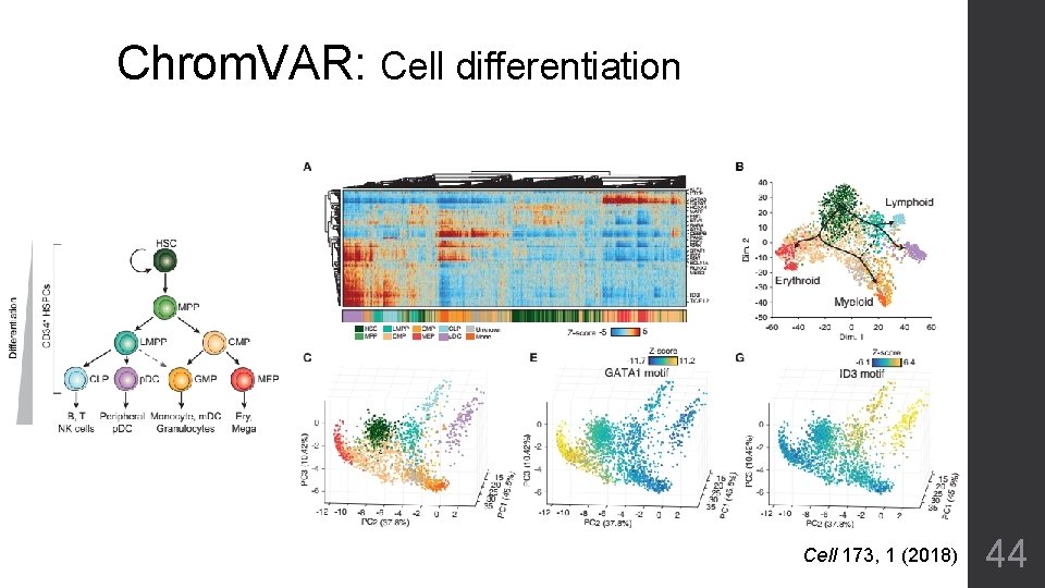 Chrom. VAR: Cell differentiation Cell 173, 1 (2018) 44 