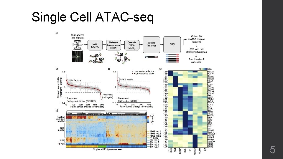 Single Cell ATAC-seq 5 