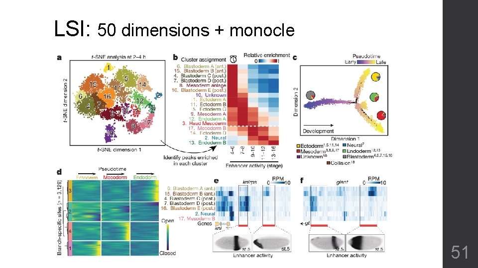 LSI: 50 dimensions + monocle 51 