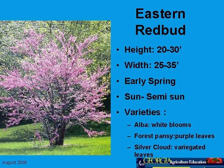Eastern Redbud • Height: 20 -30’ • Width: 25 -35’ • Early Spring •