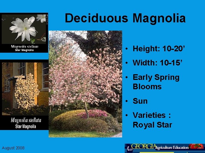 Deciduous Magnolia • Height: 10 -20’ • Width: 10 -15’ • Early Spring Blooms
