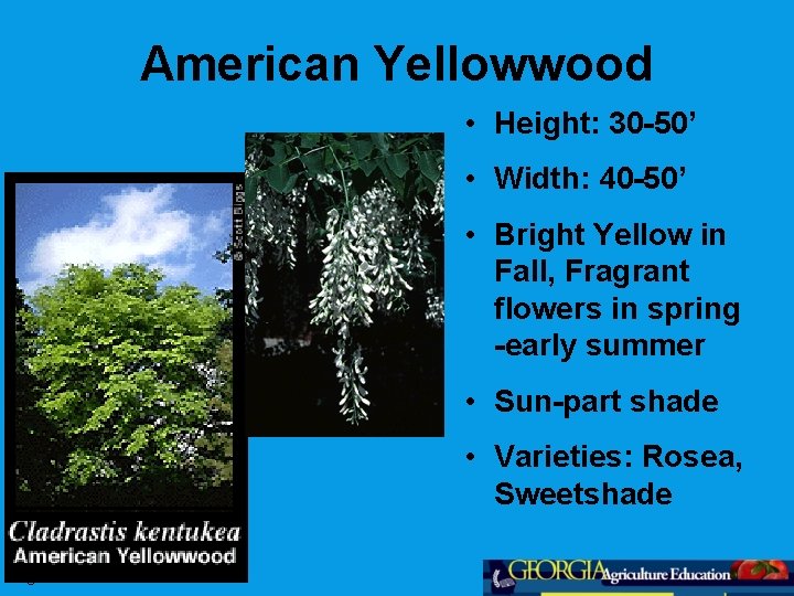 American Yellowwood • Height: 30 -50’ • Width: 40 -50’ • Bright Yellow in