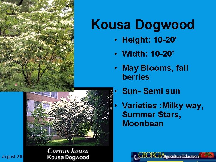 Kousa Dogwood • Height: 10 -20’ • Width: 10 -20’ • May Blooms, fall