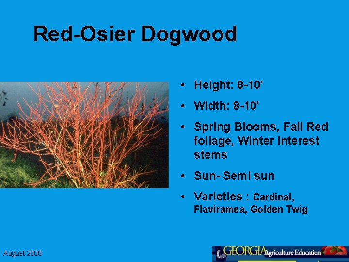 Red-Osier Dogwood • Height: 8 -10’ • Width: 8 -10’ • Spring Blooms, Fall