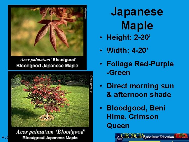 Japanese Maple • Height: 2 -20’ • Width: 4 -20’ • Foliage Red-Purple -Green