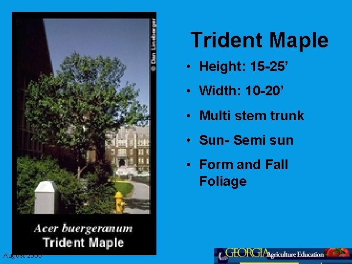 Trident Maple • Height: 15 -25’ • Width: 10 -20’ • Multi stem trunk