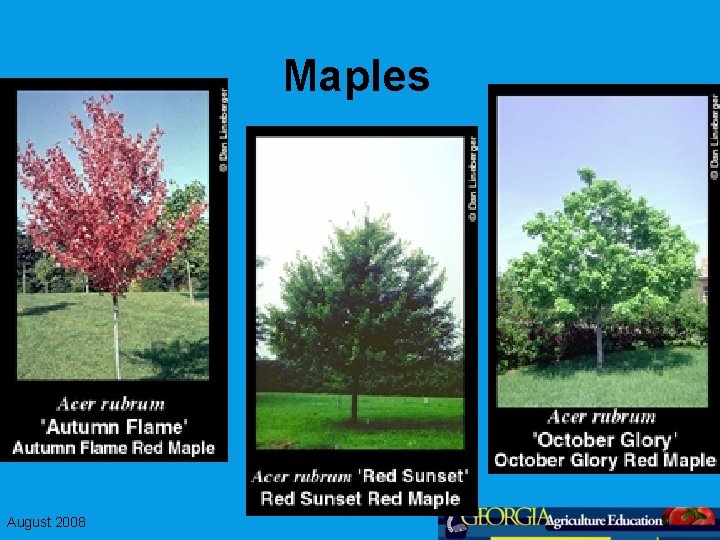Maples August 2008 