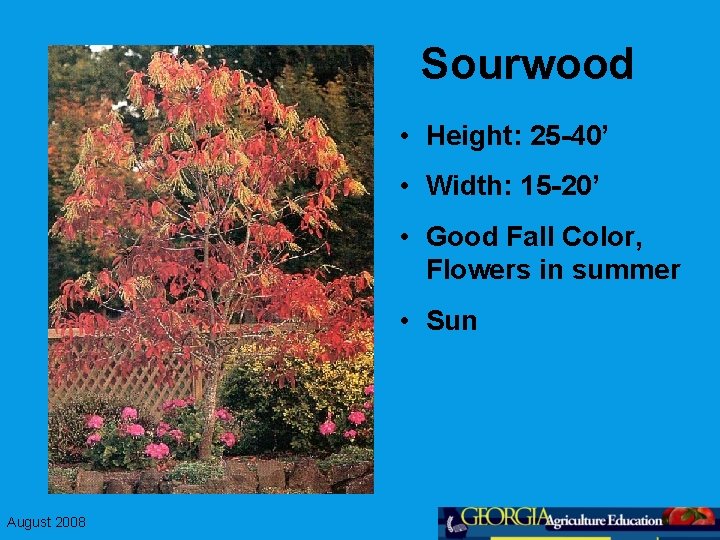 Sourwood • Height: 25 -40’ • Width: 15 -20’ • Good Fall Color, Flowers