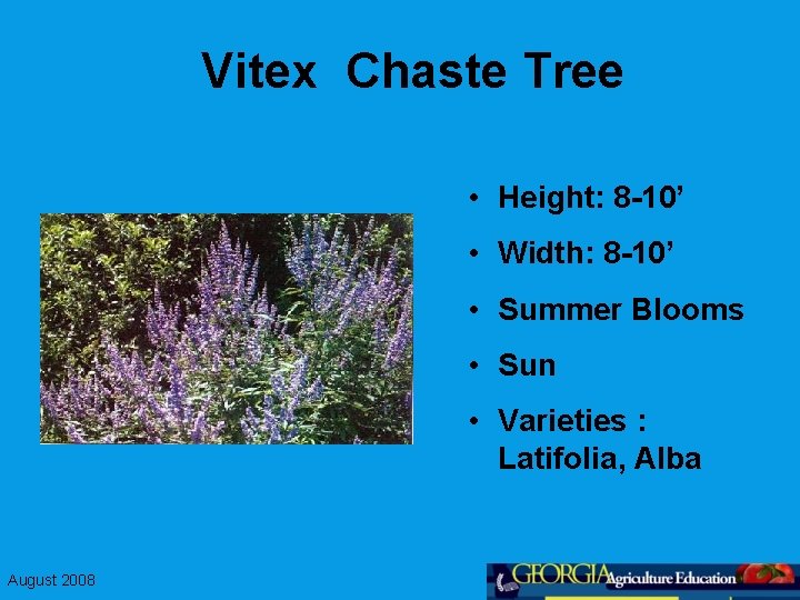 Vitex Chaste Tree • Height: 8 -10’ • Width: 8 -10’ • Summer Blooms