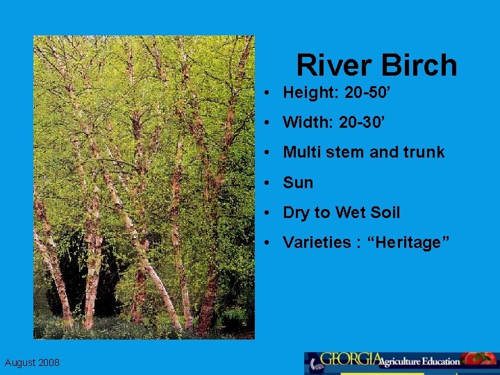 River Birch • Height: 20 -50’ • Width: 20 -30’ • Multi stem and