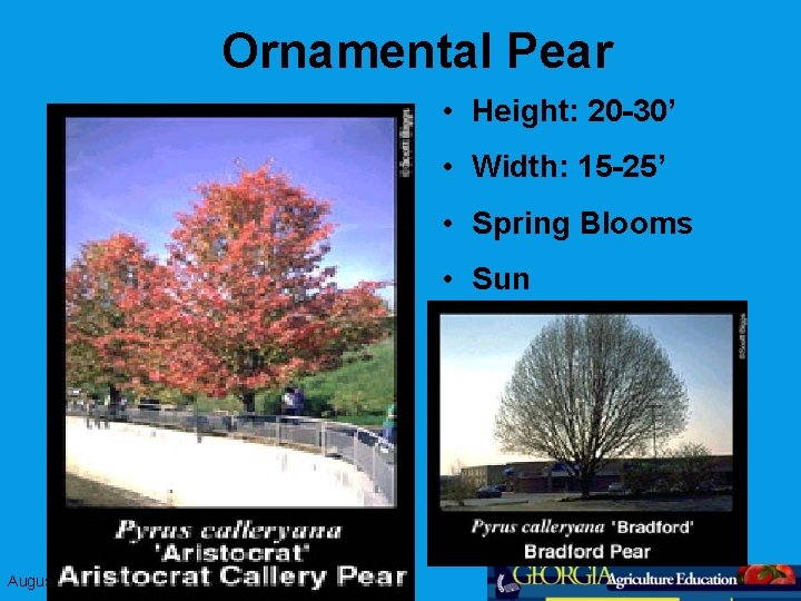 Ornamental Pear • Height: 20 -30’ • Width: 15 -25’ • Spring Blooms •