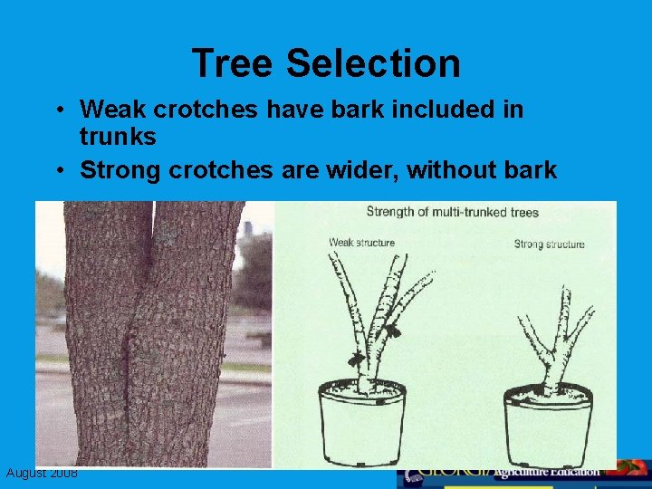 Tree Selection • Weak crotches have bark included in trunks • Strong crotches are