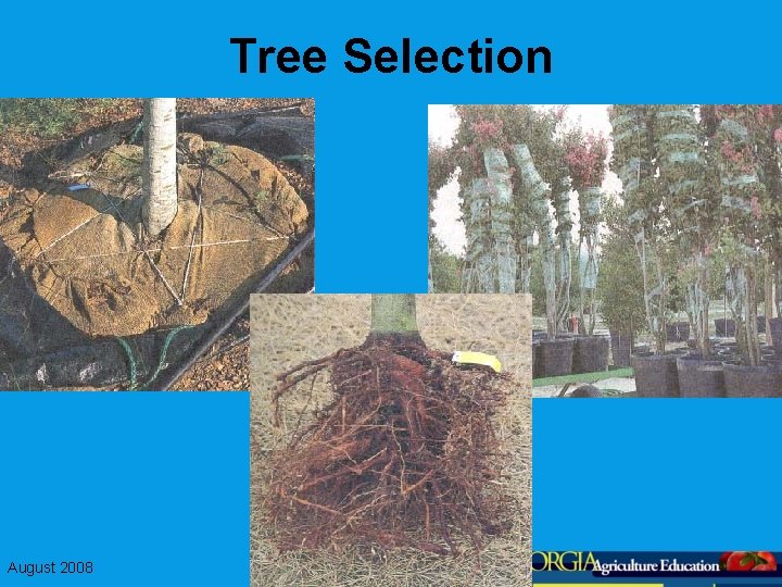Tree Selection August 2008 