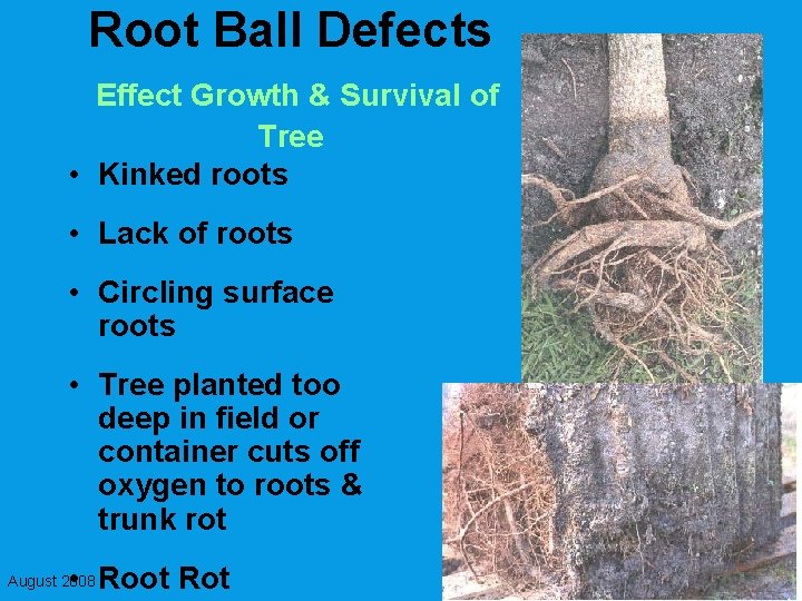 Root Ball Defects Effect Growth & Survival of Tree • Kinked roots • Lack