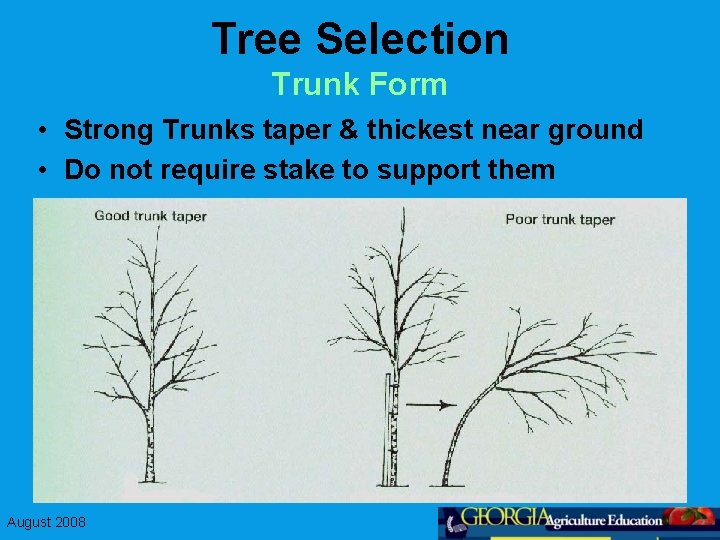 Tree Selection Trunk Form • Strong Trunks taper & thickest near ground • Do