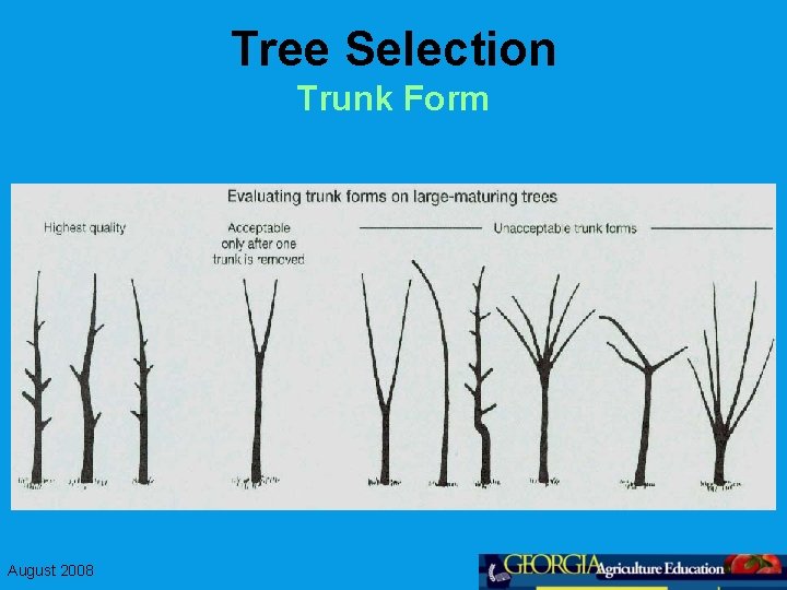 Tree Selection Trunk Form August 2008 