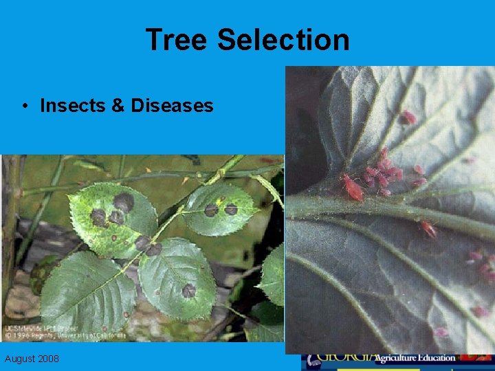 Tree Selection • Insects & Diseases August 2008 