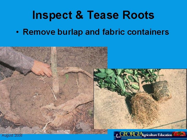 Inspect & Tease Roots • Remove burlap and fabric containers August 2008 