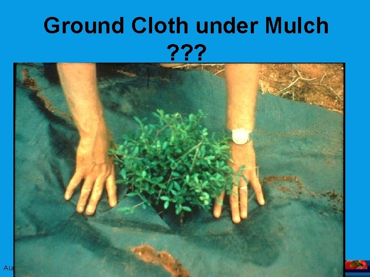 Ground Cloth under Mulch ? ? ? August 2008 