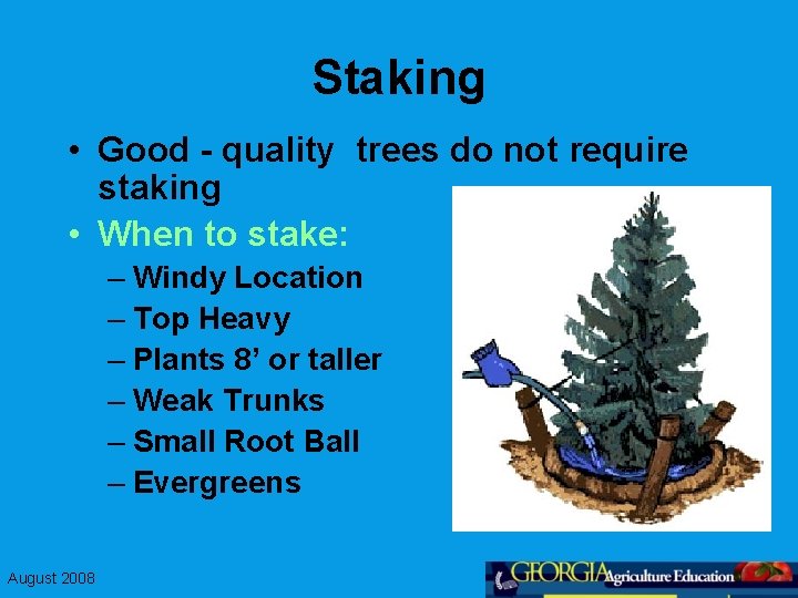 Staking • Good - quality trees do not require staking • When to stake: