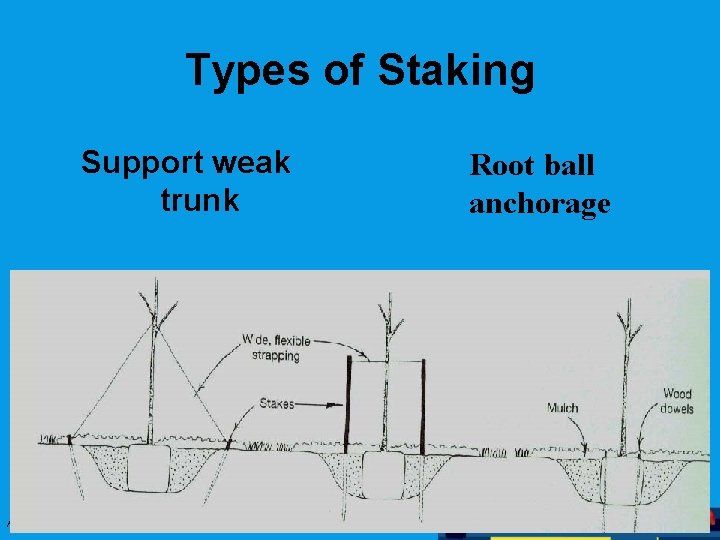 Types of Staking Support weak trunk August 2008 Root ball anchorage 