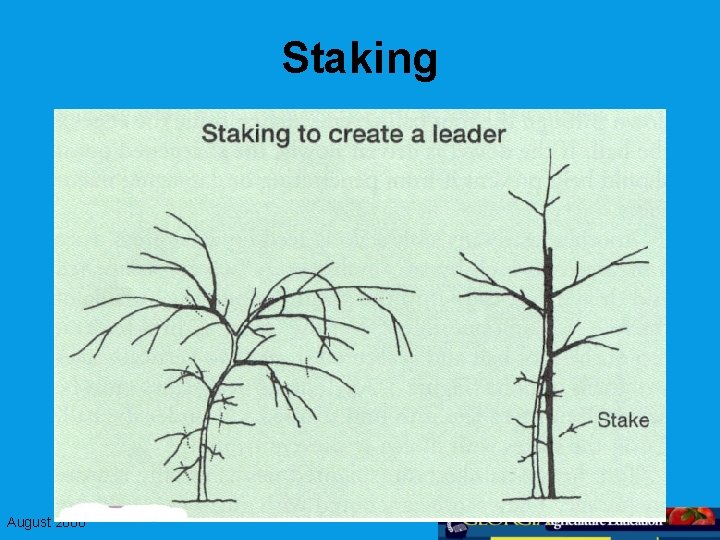 Staking August 2008 