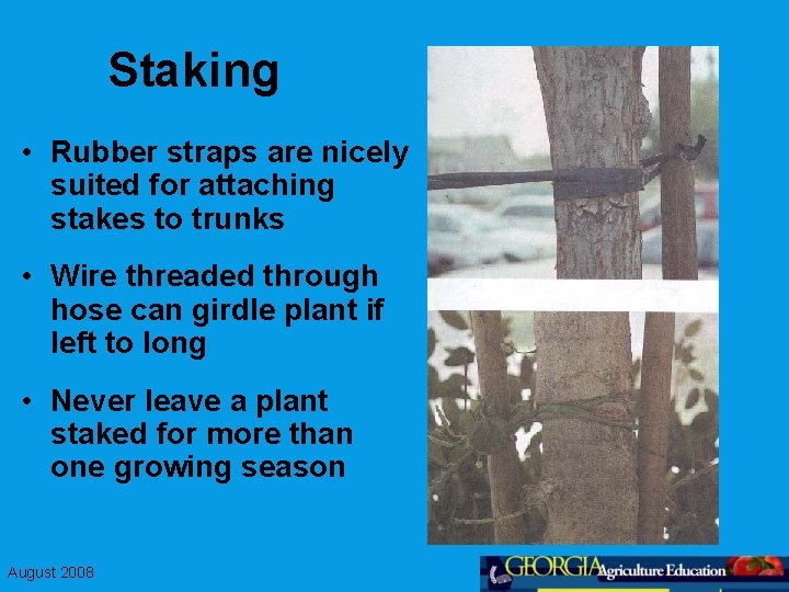 Staking • Rubber straps are nicely suited for attaching stakes to trunks • Wire