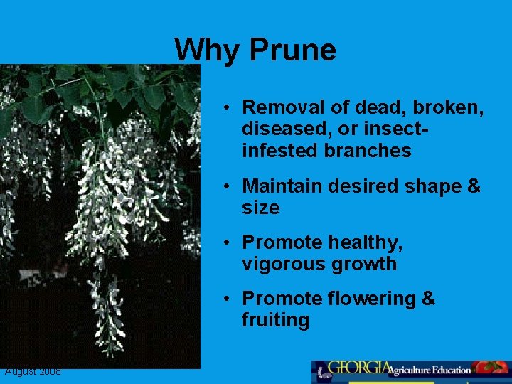 Why Prune • Removal of dead, broken, diseased, or insectinfested branches • Maintain desired