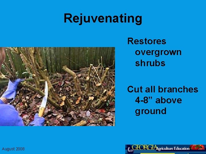 Rejuvenating Restores overgrown shrubs Cut all branches 4 -8” above ground August 2008 
