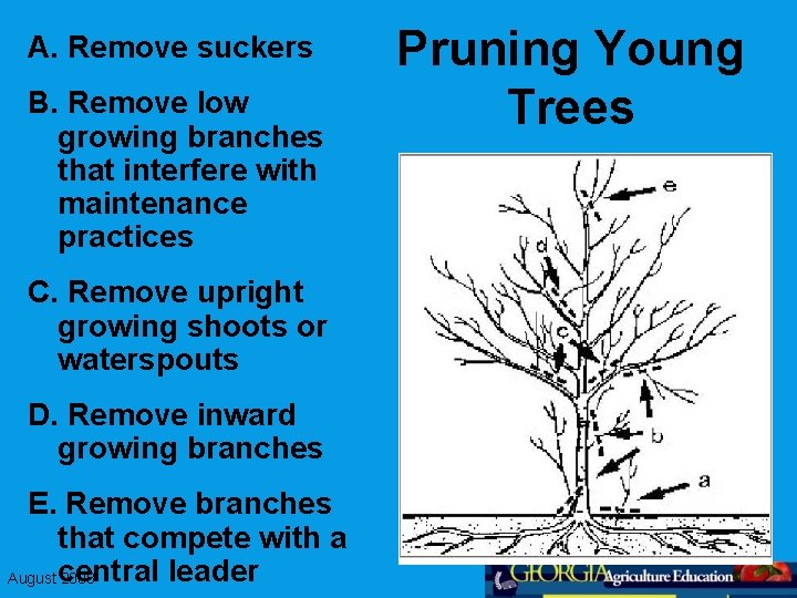 A. Remove suckers B. Remove low growing branches that interfere with maintenance practices C.