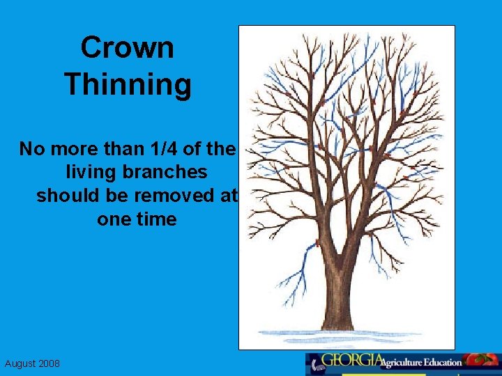 Crown Thinning No more than 1/4 of the living branches should be removed at