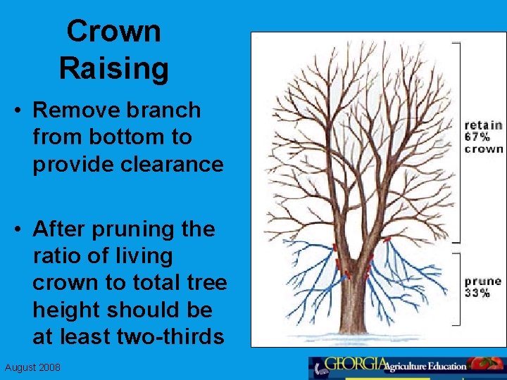 Crown Raising • Remove branch from bottom to provide clearance • After pruning the