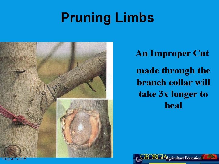 Pruning Limbs An Improper Cut made through the branch collar will take 3 x