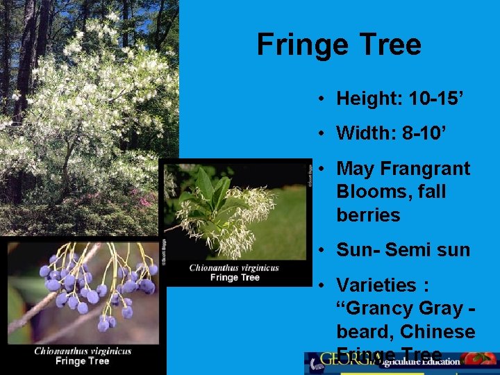 Fringe Tree • Height: 10 -15’ • Width: 8 -10’ • May Frangrant Blooms,