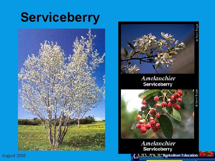 Serviceberry August 2008 