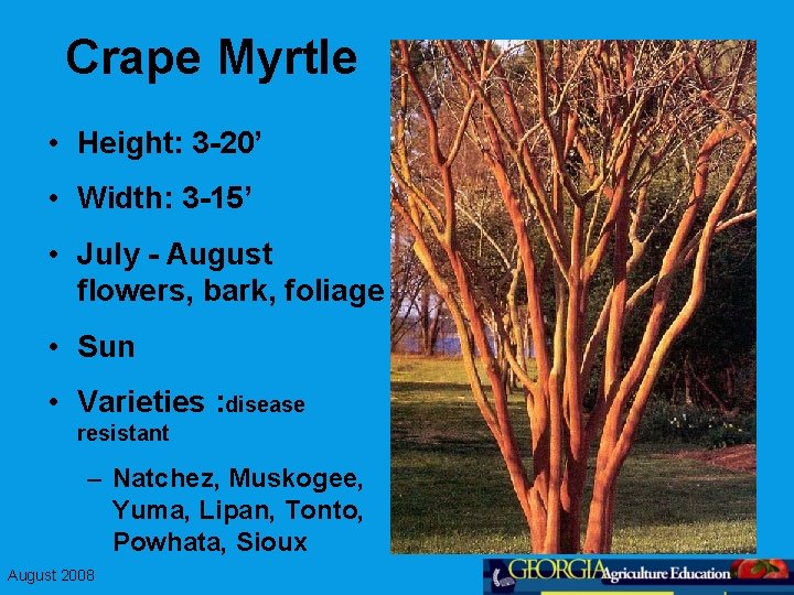 Crape Myrtle • Height: 3 -20’ • Width: 3 -15’ • July - August