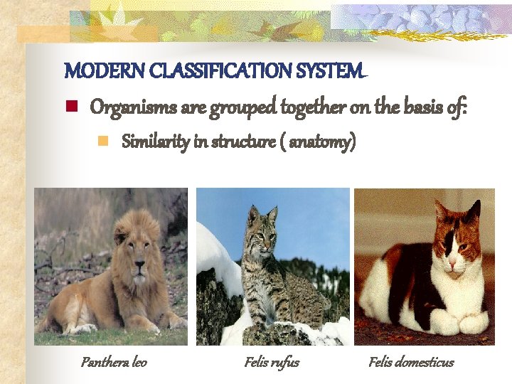 MODERN CLASSIFICATION SYSTEM n Organisms are grouped together on the basis of: n Similarity