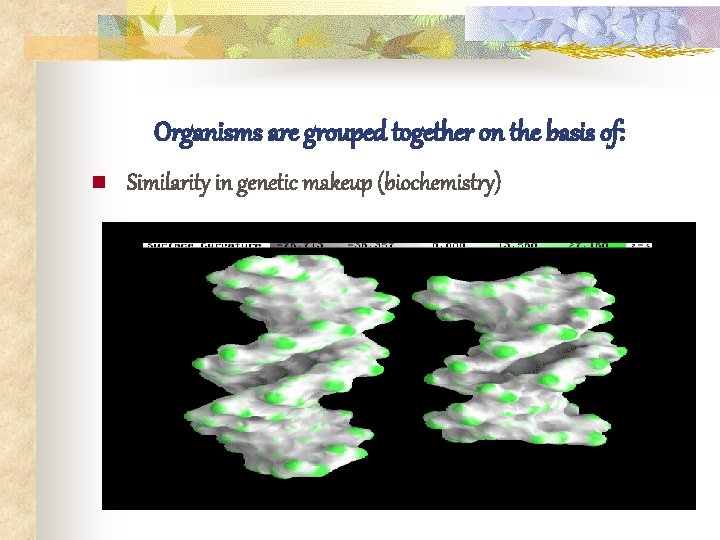 Organisms are grouped together on the basis of: n Similarity in genetic makeup (biochemistry)