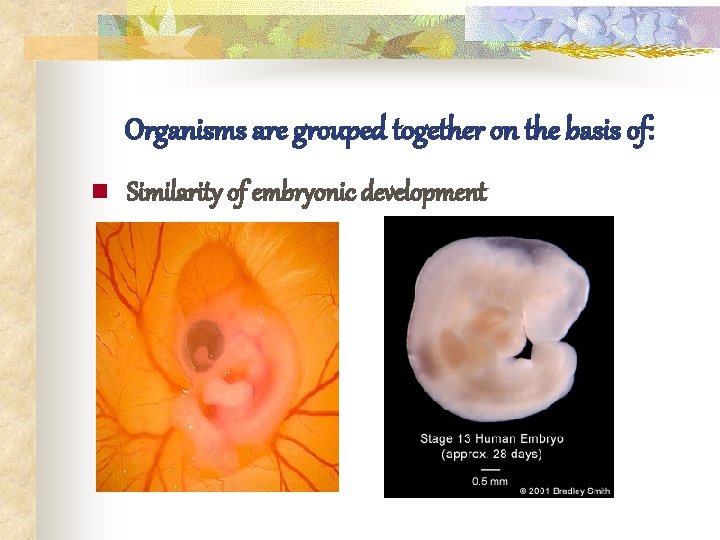 Organisms are grouped together on the basis of: n Similarity of embryonic development 