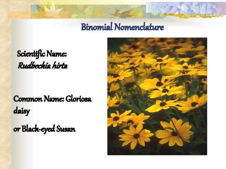 Binomial Nomenclature Scientific Name: Rudbeckia hirta Common Name: Gloriosa daisy or Black-eyed Susan 
