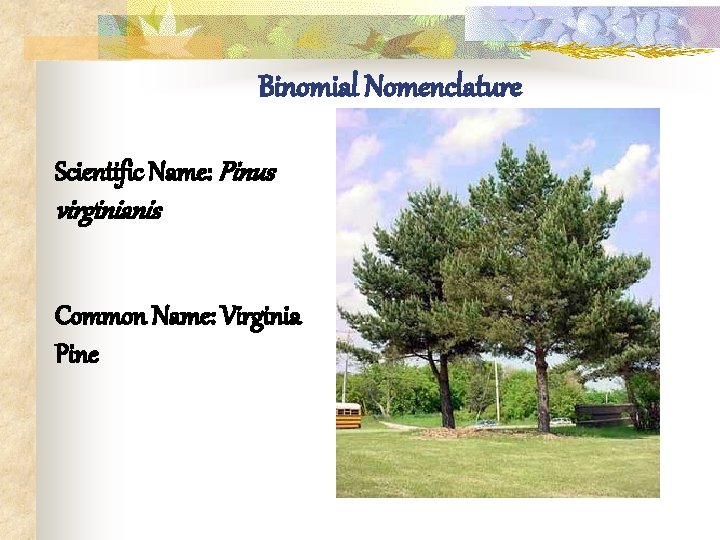 Binomial Nomenclature Scientific Name: Pinus virginianis Common Name: Virginia Pine 