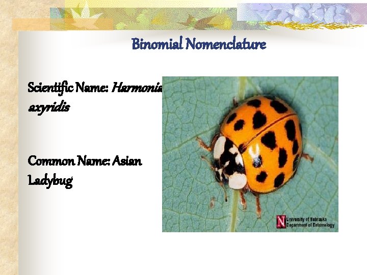 Binomial Nomenclature Scientific Name: Harmonia axyridis Common Name: Asian Ladybug 