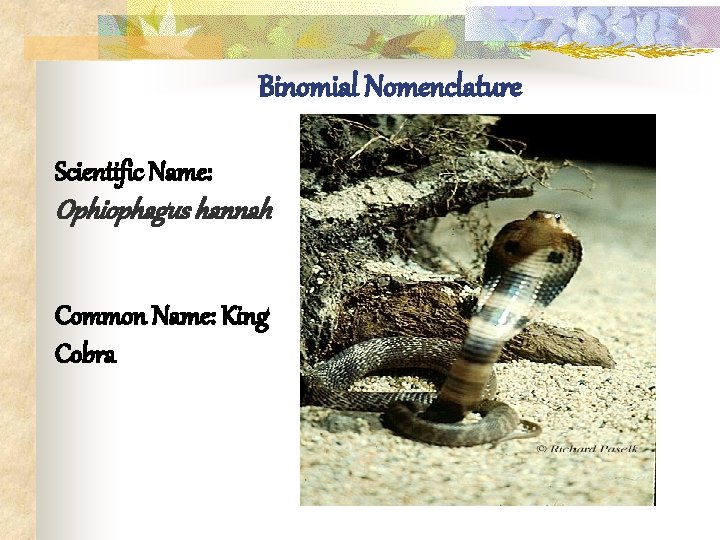 Binomial Nomenclature Scientific Name: Ophiophagus hannah Common Name: King Cobra 