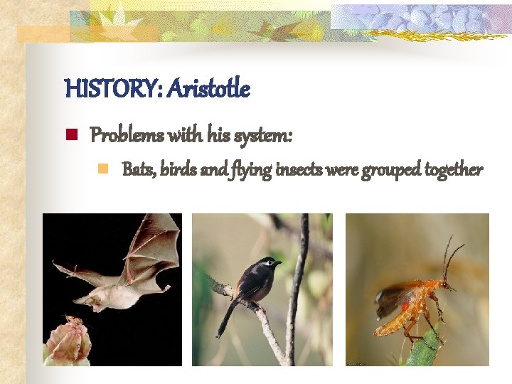 HISTORY: Aristotle n Problems with his system: n Bats, birds and flying insects were