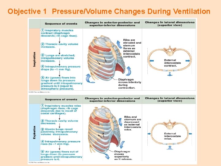 Objective 1 Pressure/Volume Changes During Ventilation 
