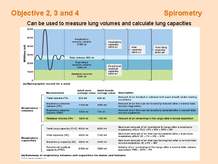 Objective 2, 3 and 4 Spirometry Can be used to measure lung volumes and