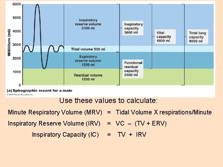 Use these values to calculate: Minute Respiratory Volume (MRV) = Tidal Volume X respirations/Minute