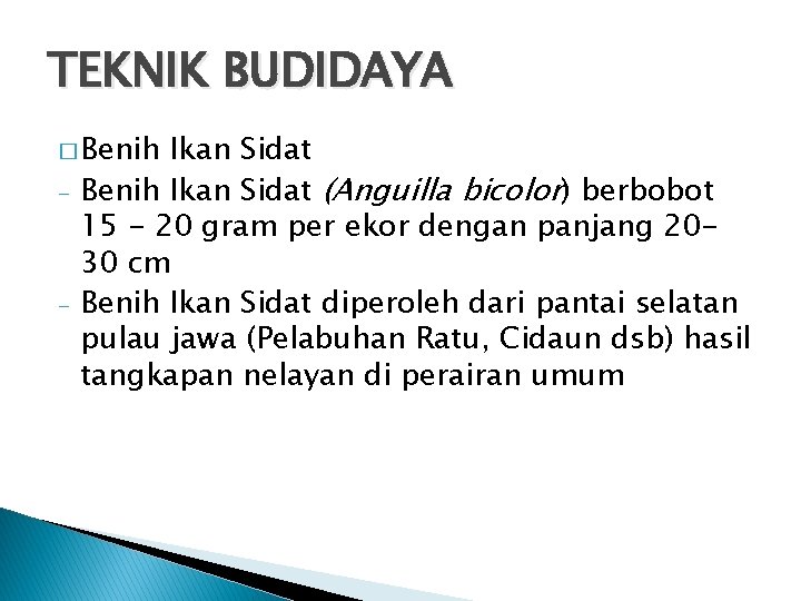 TEKNIK BUDIDAYA � Benih - - Ikan Sidat Benih Ikan Sidat (Anguilla bicolor) berbobot