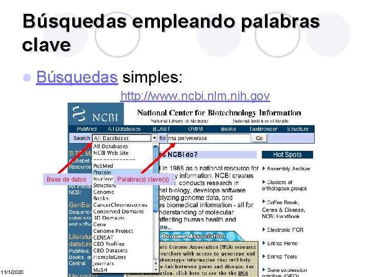 Búsquedas empleando palabras clave l Búsquedas simples: http: //www. ncbi. nlm. nih. gov Base