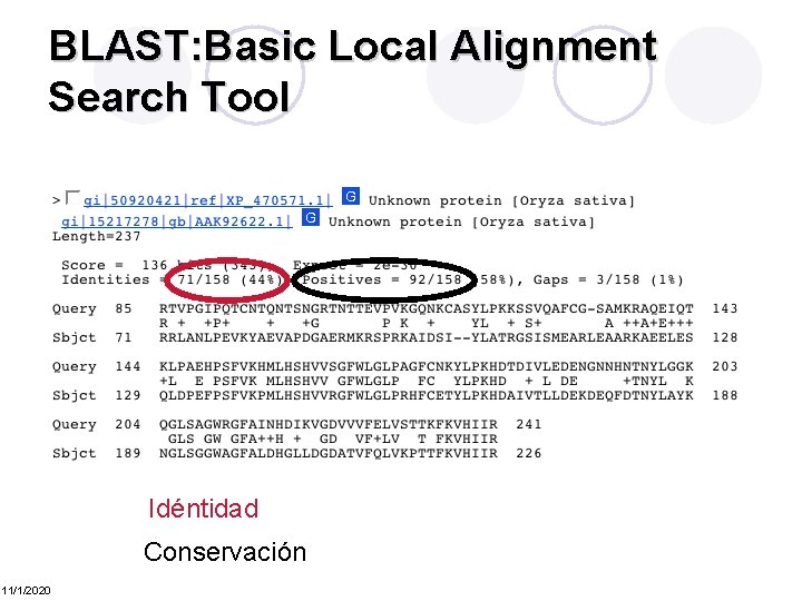 BLAST: Basic Local Alignment Search Tool Idéntidad Conservación 11/1/2020 